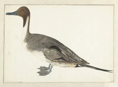 Drake Pintail by Рохус ван Вейн, 1682 — digital art print download