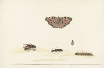 Studieblad met verschillende insecten by Рохус ван Вейн, 1680 — digital art print download