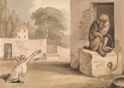 A Goose and a Baboon by Samuel Howitt — digital art print download
