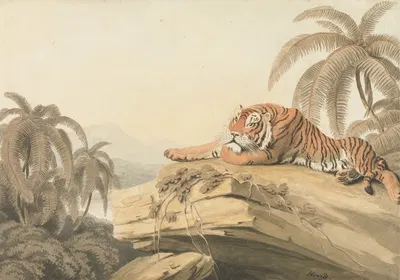 A Tiger Resting by Samuel Howitt, 1805 — digital art print download