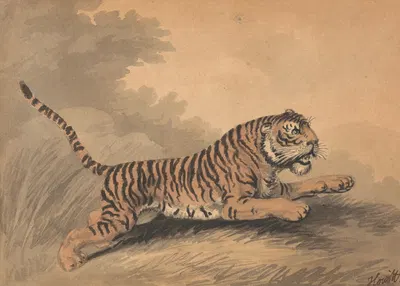 A Tigress Leaping to the Right by Samuel Howitt — digital art print download