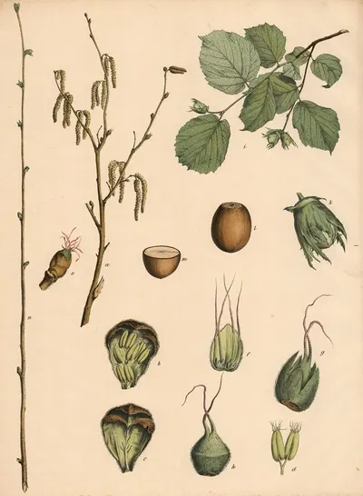 Hazelnut by Franz Engleder, 1911 — digital art print download