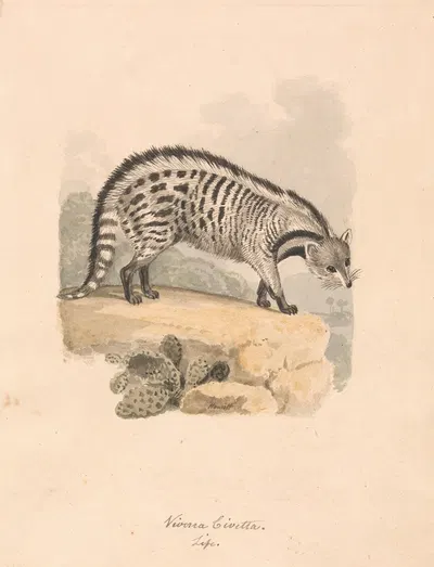 African Civet by Samuel Howitt — digital art print download