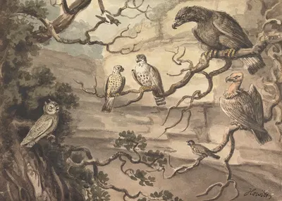An Owl, an Eagle, Two Falcons, a Vulture and Other Birds Perched in Trees by Samuel Howitt — digital art print download