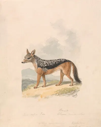 Black-backed Jackal by Samuel Howitt — digital art print download
