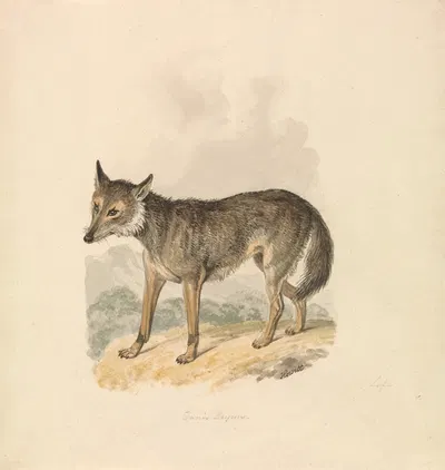 Canis Lupus, or Gray Wolf by Samuel Howitt — digital art print download