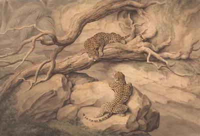 Leopards at Play Among Fallen Trees and Rocks by Samuel Howitt — digital art print download