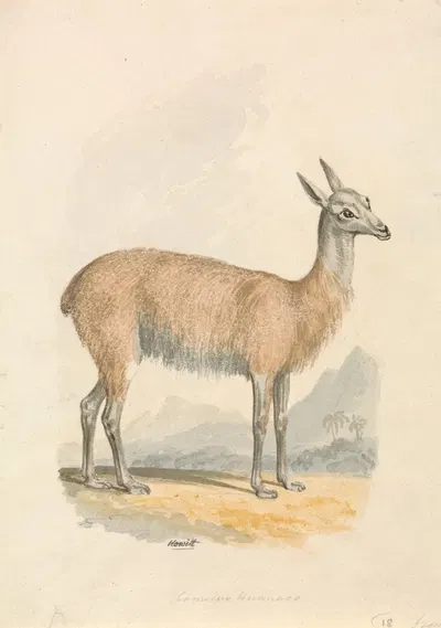 Llama by Samuel Howitt — digital art print download