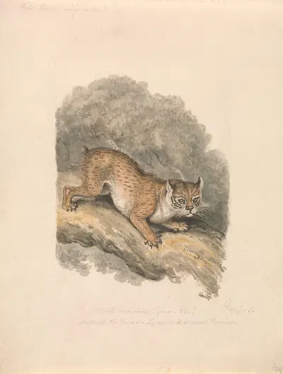 North American Lynx by Samuel Howitt — digital art print download