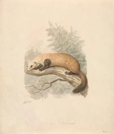 Polecat by Samuel Howitt — digital art print download