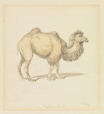 Russian Camel by Samuel Howitt — digital art print download