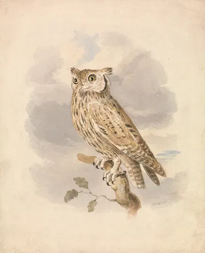 Scops Owl by Samuel Howitt — digital art print download