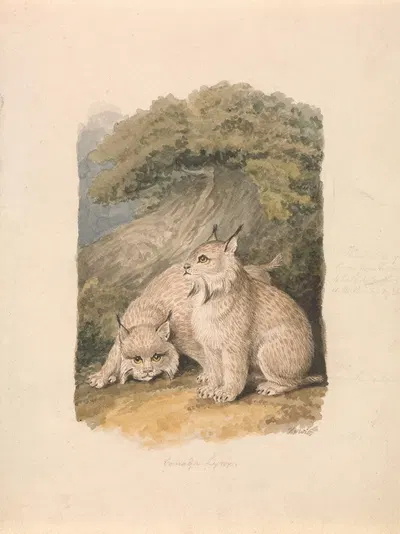 The Canada Lynx from the Life by Samuel Howitt — digital art print download