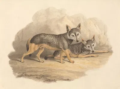 Two Hyenas by Samuel Howitt — digital art print download