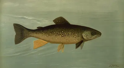 Hybrid Trout — Cross of the Lake and Brook Trout. by John L. Petrie, 1898 — digital art print download