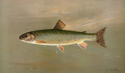 The American Brook Trout, Salvelinus fontinalis. by John L. Petrie, 1898 — digital art print download