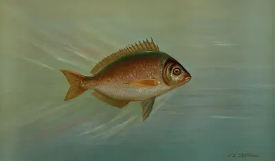 The Blackfish or Tautog, Tautoga onitis. by John L. Petrie, 1898 — digital art print download