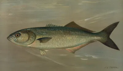 The Bluefish, Pomatomus saltatrix. by John L. Petrie, 1898 — digital art print download