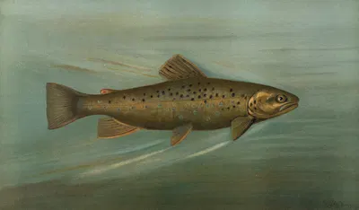 The Brown or German Trout, Salmo fario. by John L. Petrie, 1898 — digital art print download