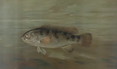The California Redfish or Fat-head, Pimelometopon pulcher. by John L. Petrie, 1898 — digital art print download