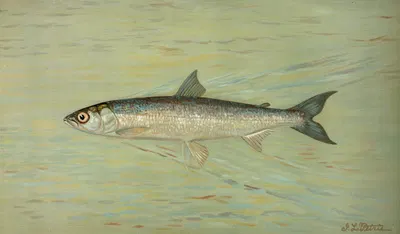 The Cisco of Lake Geneva, Wis., Argyrocomus artedi sisco. by John L. Petrie, 1898 — digital art print download