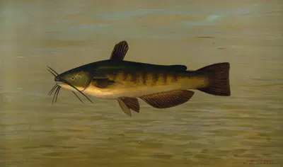 The Common Bullhead or Horned Pout, Amiurus nebulosus. by John L. Petrie, 1898 — digital art print download