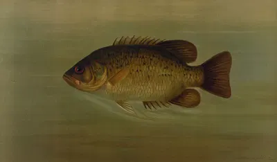 The Common Sunfish, Eupomotis gibbosus. by John L. Petrie, 1898 — digital art print download