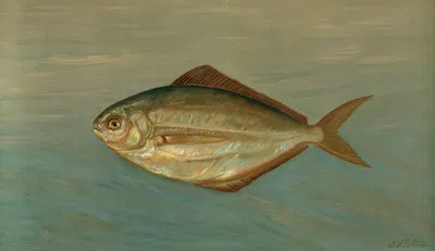 The Dollar or Butter Fish, Rhombus triacanthus. by John L. Petrie, 1898 — digital art print download