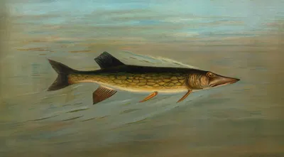The Fresk Water Drum, or Sheepshead, Aplodinotus grunniens. by John L. Petrie, 1898 — digital art print download