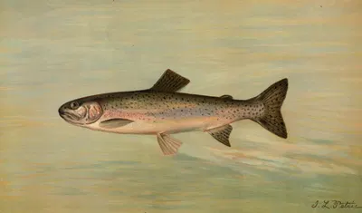The Kern River Trout, Salmo irideus gilberti. by John L. Petrie, 1898 — digital art print download