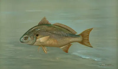 The Kingfish, Whiting, or Barb, Mentichirrhus nebulosus. by John L. Petrie, 1898 — digital art print download