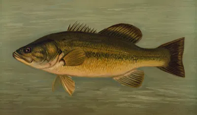 The Large-Mouthed Black Bass, Micropterus salmoides. by John L. Petrie, 1898 — digital art print download