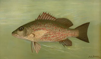 The Mangrove Snapper, Lutjanus griseus. by John L. Petrie, 1898 — digital art print download