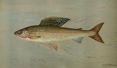 The Michigan Grayling, Thymallus ontariensis. by John L. Petrie, 1898 — digital art print download