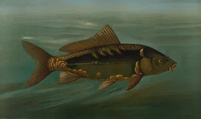 The Mirror Carp, Cyprinus carpio. by John L. Petrie, 1898 — digital art print download