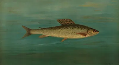The Montana Grayling, Thymallus signifer montanus. by John L. Petrie, 1898 — digital art print download