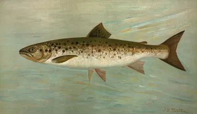 The Ouananiche or Winninish, Salmo salar ouananiche. by John L. Petrie, 1898 — digital art print download