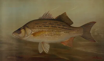 The Pike, Lucius lucius. by John L. Petrie, 1898 — digital art print download