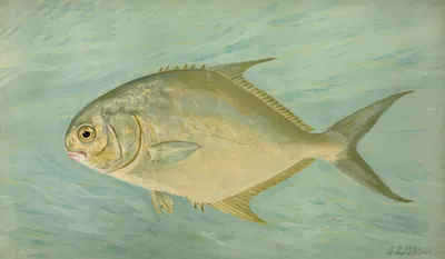 The Pompano, Trachinotus carolinis. by John L. Petrie, 1898 — digital art print download