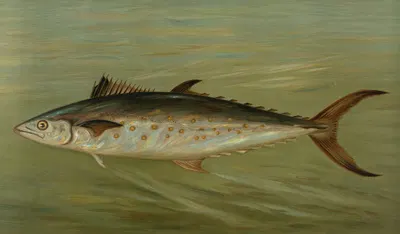 The Porgee or Scup, Stenotomus chrysops. by John L. Petrie, 1898 — digital art print download