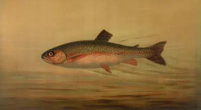 The Rainbow Trout, Salmo irideus. by John L. Petrie, 1898 — digital art print download
