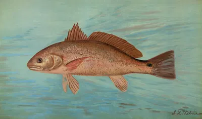 The Red Drum or Channel Bass, Scioena ocellata. by John L. Petrie, 1898 — digital art print download