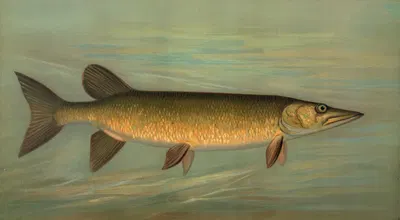 The Rock Bass, Ambloplites rupestris. by John L. Petrie, 1898 — digital art print download