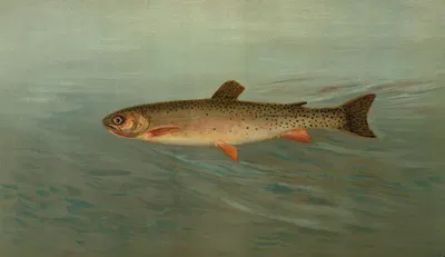 The Rocky Mountain Trout, Salmo mykiss. by John L. Petrie, 1898 — digital art print download