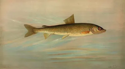 The Rocky Mountain Whitefish, Coregonus williamsoni. by John L. Petrie, 1898 — digital art print download