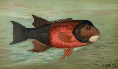 The Sacramento Pike, Squaw's-fish or Yellow belly, Ptychocheilus oregonensis. by John L. Petrie, 1898 — digital art print…