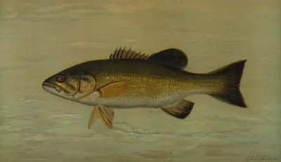 The Small-Mouthed Black Bass, Micropterus dolomieu. by John L. Petrie, 1898 — digital art print download