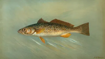 The Spanish Mackerel, Scomberomorus maculatus. by John L. Petrie, 1898 — digital art print download