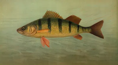 The Spot, or Lafayette, Leiostomus xanthurus. by John L. Petrie, 1898 — digital art print download