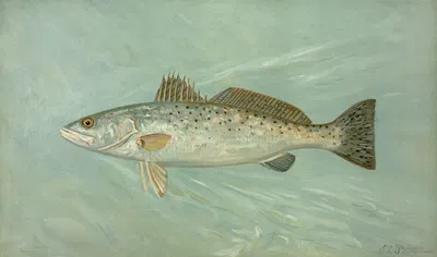 The Spotted Sea Trout, Cynoscion maculatum. by John L. Petrie, 1898 — digital art print download